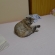 猫画像｜スコ座りするMIX猫