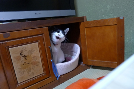 猫画像｜タマ小屋で変顔するタマ