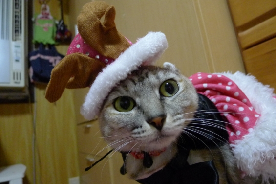 猫画像｜クリスマス②