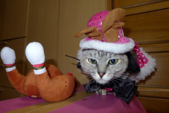 猫画像｜クリスマス③
