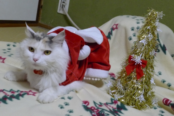 猫画像｜メリークリスマス♪