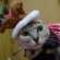 猫画像｜クリスマス②