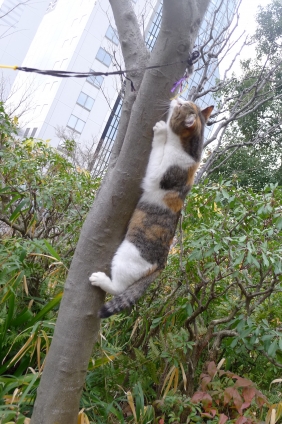 猫画像｜木登り～！