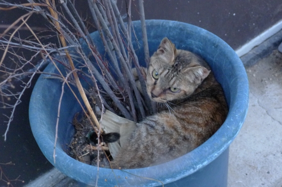 猫画像｜植木鉢マニア？