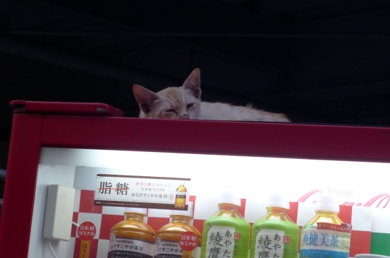 猫画像｜自動販売機の上で。。