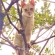 猫画像｜木登り