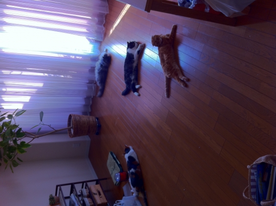 猫画像｜4匹並んで床の上で寝るにゃ〜