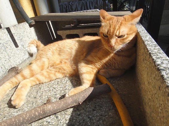 猫画像｜日光浴