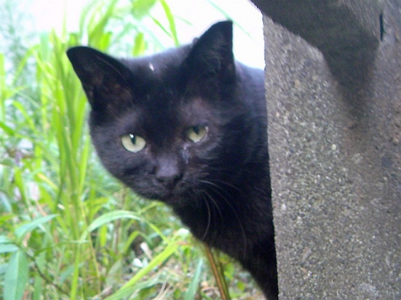 猫画像｜黒猫のミタ