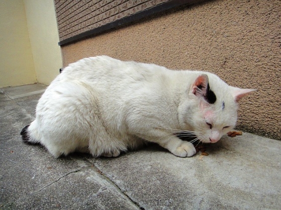 猫画像｜川崎の門前猫