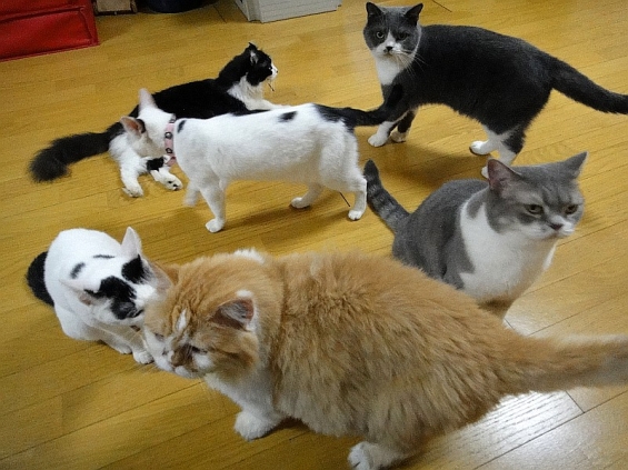猫画像｜集まるカフェ猫たち