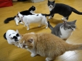 集まるカフェ猫たち