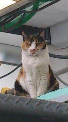 猫画像｜駅裏の女王