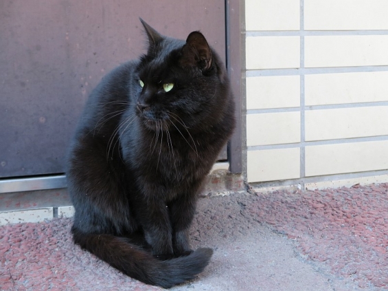 猫画像｜kuroちゃん＠黒猫総選挙