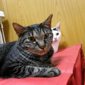 猫画像｜【CatsCafe.jp】マイケルくん