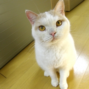 猫画像｜【CatsCafe.jp】プリンくん