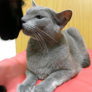 猫画像｜【CatsCafe.jp】ショコラくん