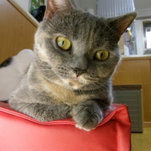 猫画像｜【CatsCafe.jp】おぐらちゃん