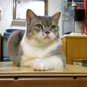 猫画像｜【CatsCafe.jp】しらたまちゃん