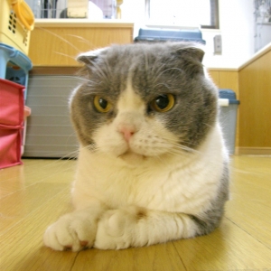 猫画像｜【CatsCafe.jp】ぶーちゃん
