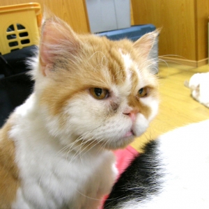 猫画像｜【CatsCafe.jp】ケンちゃん