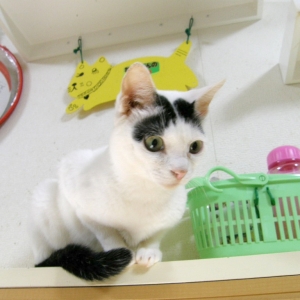 猫画像｜【CatsCafe.jp】チェリーちゃん