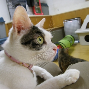 猫画像｜【CatsCafe.jp】まるちゃん