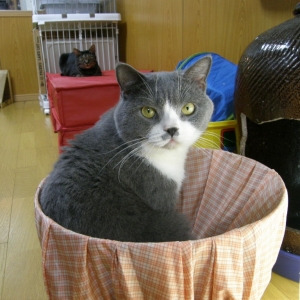 猫画像｜【CatsCafe.jp】ヴェルくん