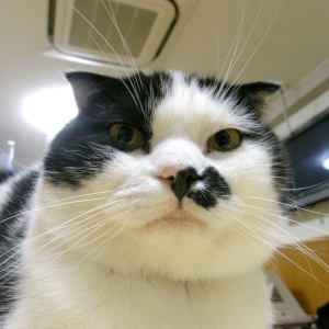 猫画像｜【CatsCafe.jp】だいちゃん