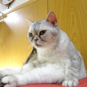 猫画像｜【CatsCafe.jp】ブリちゃん