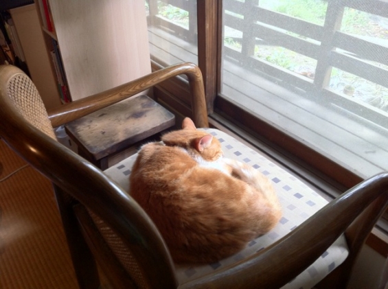 猫画像｜窓辺のムイ様専用椅子でお休み中のムイ様