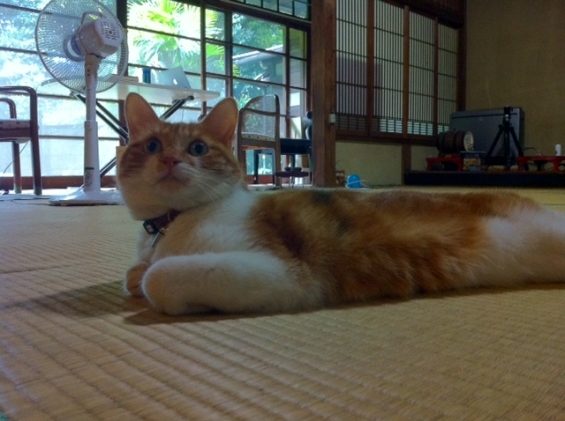 猫画像｜日本の夏は格別だにゃ