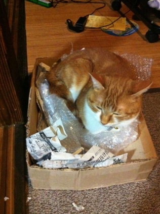 猫画像｜箱が好き。ゴミ箱だけど。