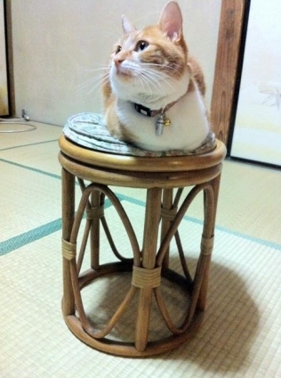 猫画像｜狭い椅子の上が好き