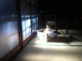 日だまりの中の猫