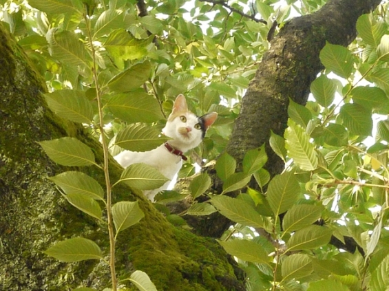 猫画像｜木登り好きにゃ～！