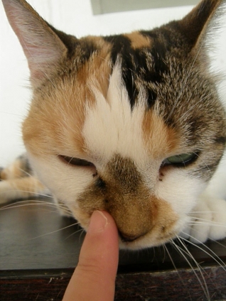 猫画像｜鼻タッチ