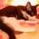 猫画像｜ドーム型猫ベッドでグルーミング