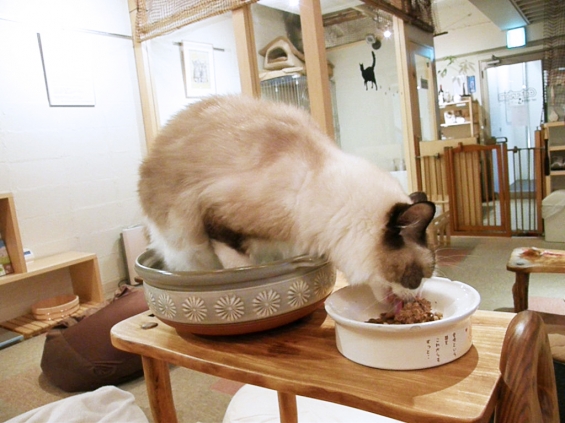 猫画像｜猫鍋スタンドアップ編・食事付