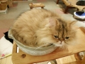 憧れの猫鍋