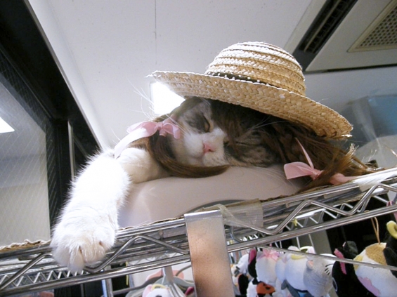 猫画像｜麦わら帽子とウィッグ
