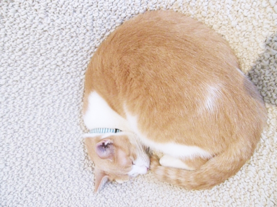 猫画像｜明石焼き風ニャンモナイト