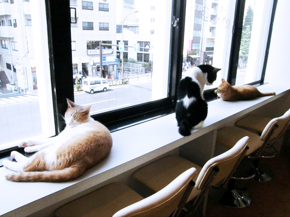 猫画像｜窓辺でくつろぐ