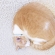 猫画像｜明石焼き風ニャンモナイト
