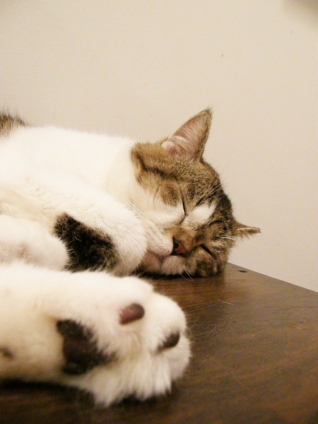 猫画像｜寝落ち