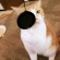 猫画像｜視力測定