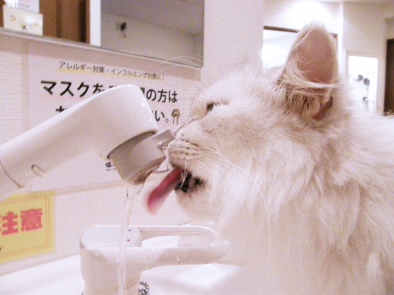 猫画像｜新鮮な飲み水