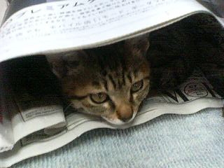 猫画像｜新聞好き！