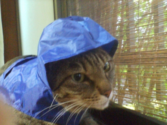 猫画像｜雨でもお散歩！