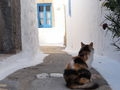 猫画像｜ギリシャ、バトモス島の三毛ネコ